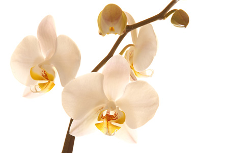 Orchidee