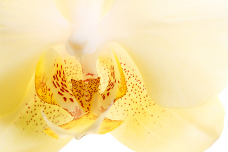 Orchidee