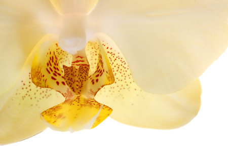 Orchidee
