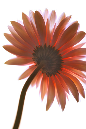Gerbera