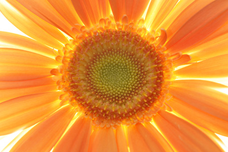 Gerbera