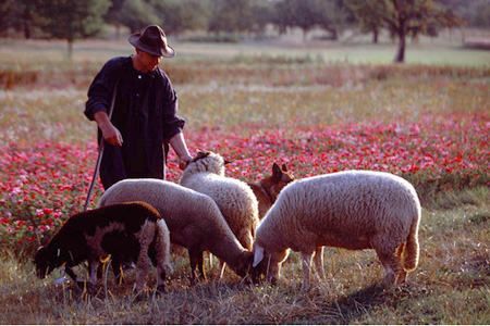 Sch&auml;fer mit Atlasblumen