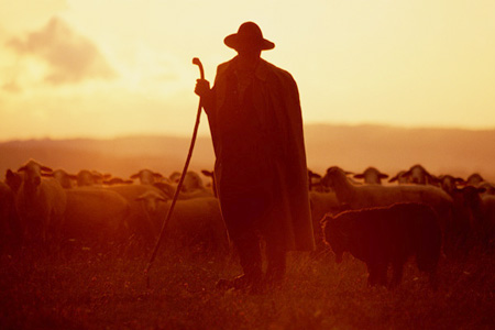 Sch&auml;fer im Gegenlicht