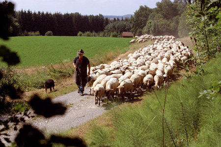 Sch&auml;fer mit Schafherde
