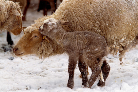 L&auml;mmchen im Schnee
