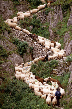 Schaftrieb Belalp Schweiz