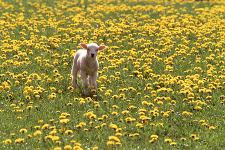 L&auml;mmchen L&ouml;wenzahn