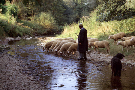Sch&auml;fer am Bach