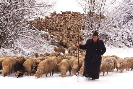 Sch&auml;fer im Winter