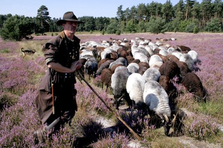 Schafe L&uuml;neburger Heide