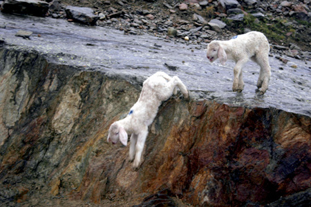 L&auml;mmchen im Gebirge