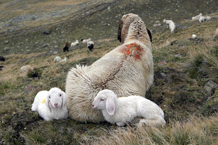 Mutterschaf mit zwei L&auml;mmchen, sitzend