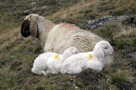 Mutterschaf mit zwei L&auml;mmchen, sitzend