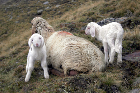 Mutterschaf mit zwei L&auml;mmchen, stehend