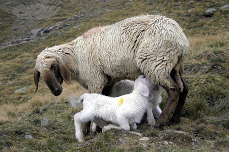 Mutterschaf mit zwei L&auml;mmchen, s�ugend