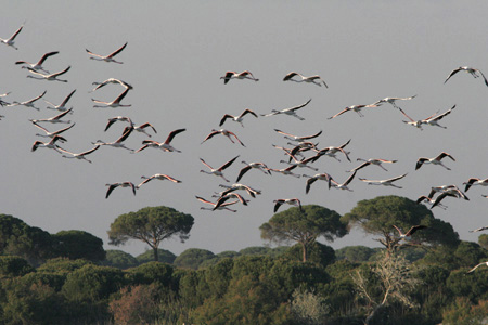 Flamingos