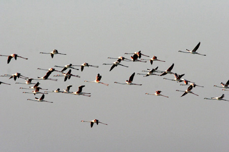 Flamingos